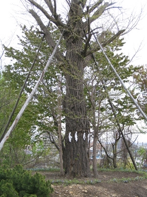 ご神木