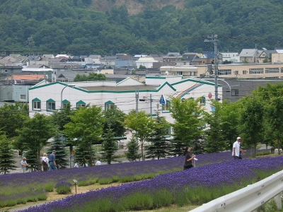 東海大学ラベンダー園